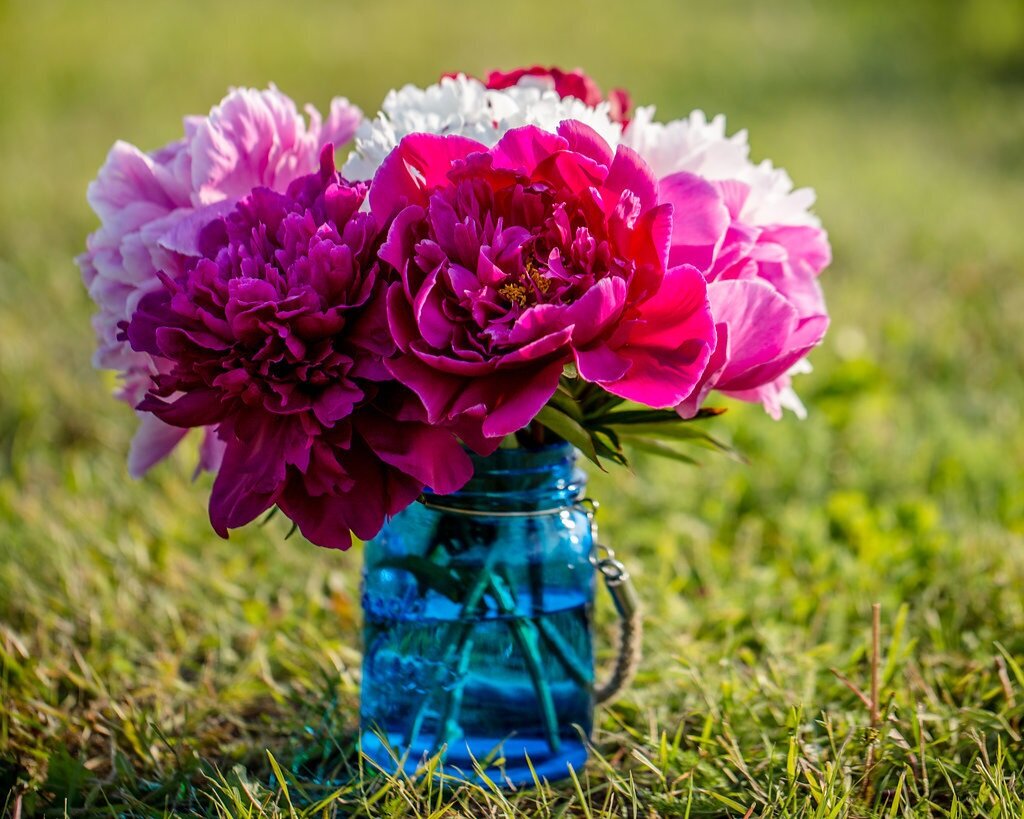 Fox Hollow Peonies | Fresh & Dried Peonies in Nenana, AK
